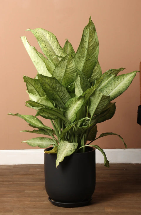 Dieffenbachia Camouflage
