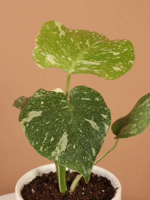 Monstera Deliciosa - Thai Constellation