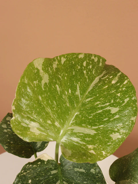Monstera Deliciosa - Thai Constellation