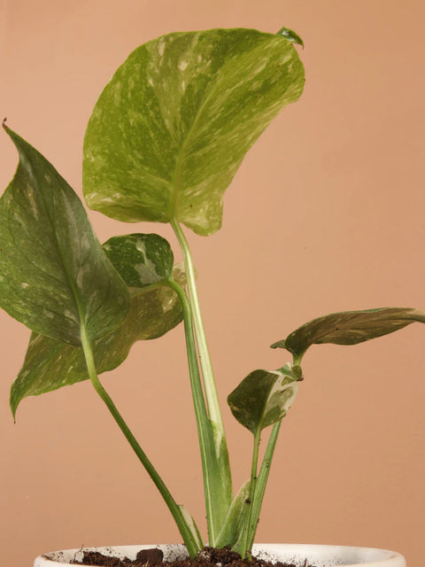 Monstera Deliciosa - Thai Constellation