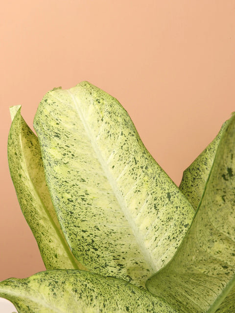 Dieffenbachia Camouflage