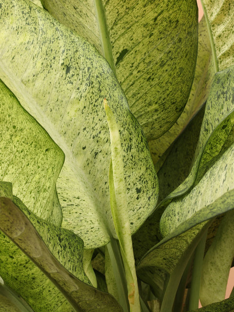 Dieffenbachia Camouflage