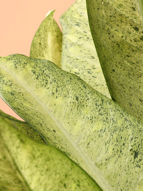 Dieffenbachia Camouflage