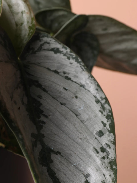 Philodendron Brandtianum - Brandi