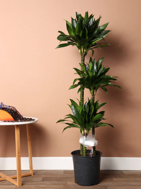 Dracaena Compacta XL