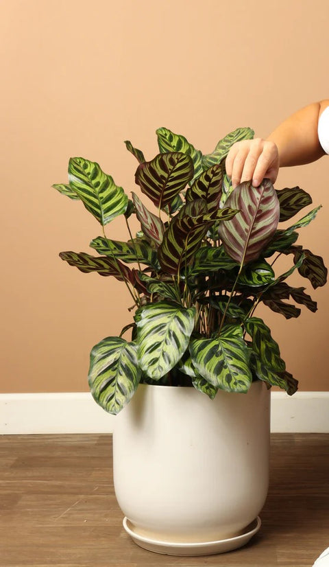 Calathea Makoyana