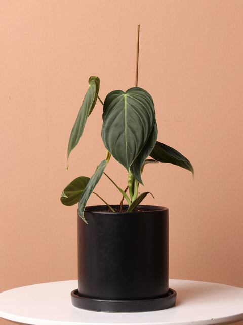 Philodendron Micans