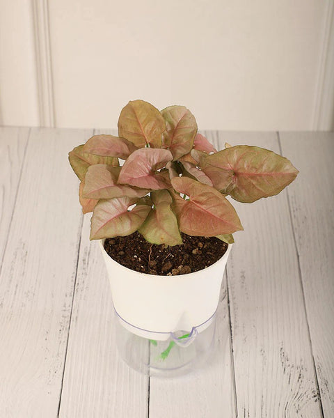 Syngonium Pink