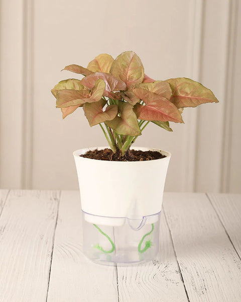 Syngonium Pink