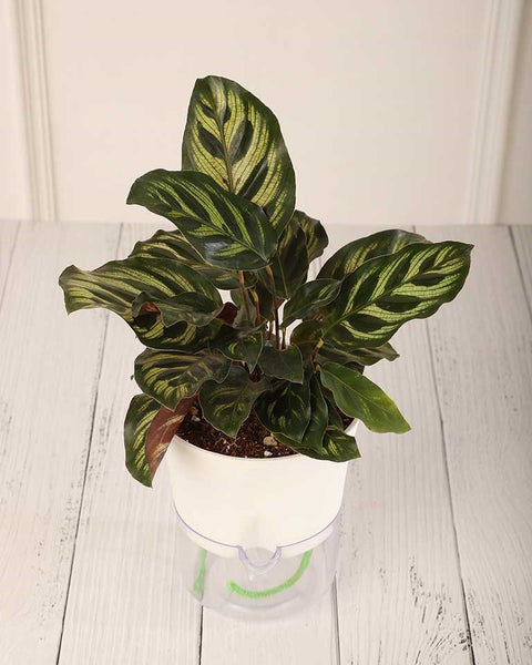 Calathea Makoyana