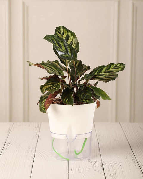 Calathea Makoyana