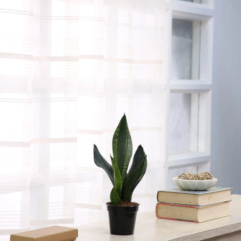 Sansevieria Whitney