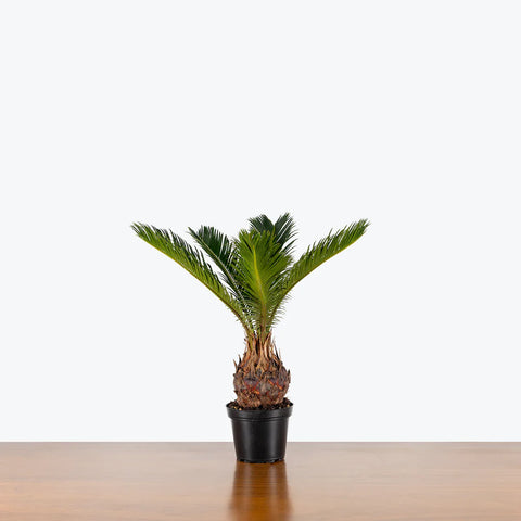 King Sago Palm