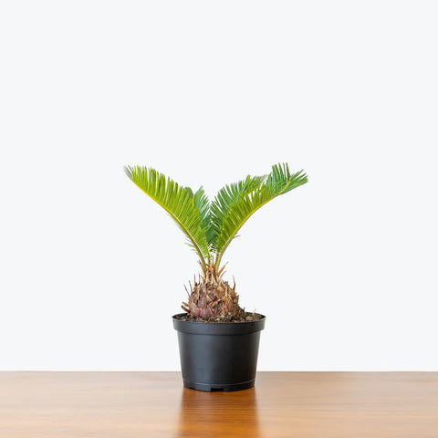 King Sago Palm