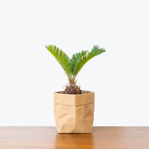 King Sago Palm