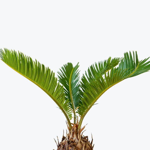 King Sago Palm
