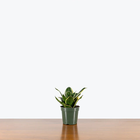 Sansevieria Futura Superba