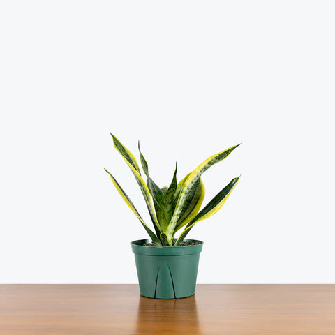 Sansevieria Futura Superba