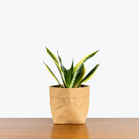 Sansevieria Futura Superba