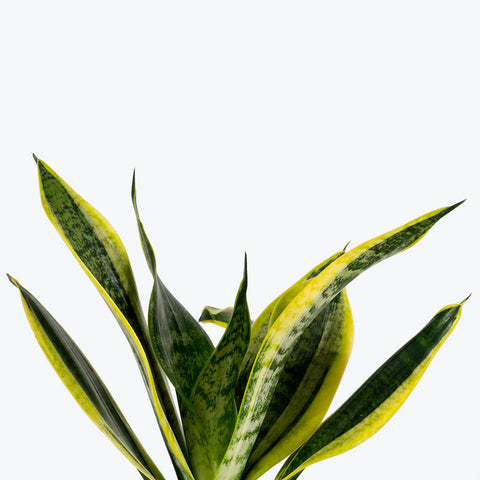 Sansevieria Futura Superba
