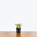 Golden Snake Plant