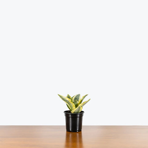 Golden Snake Plant
