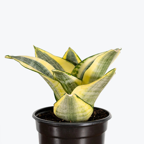 Golden Snake Plant