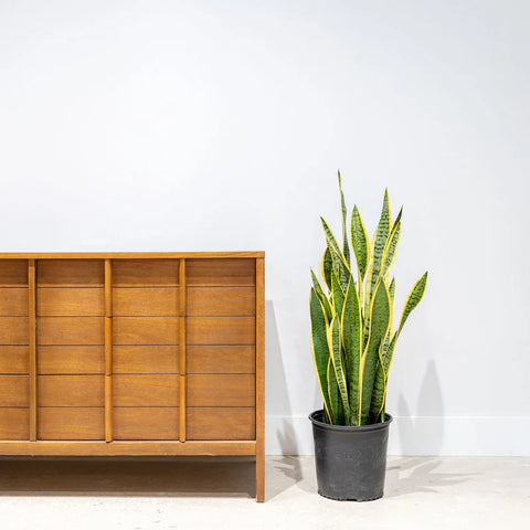 Sansevieria Laurentii
