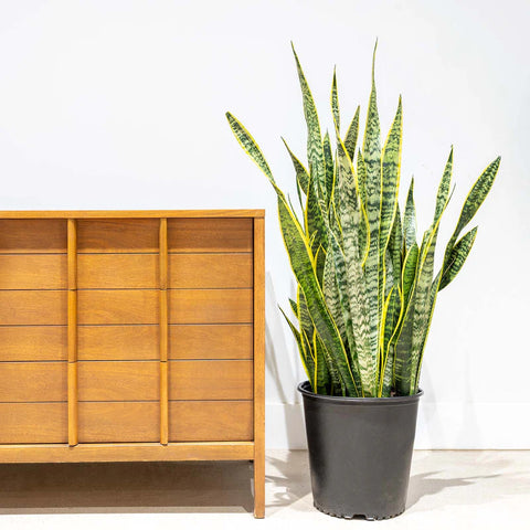 Sansevieria Laurentii XL