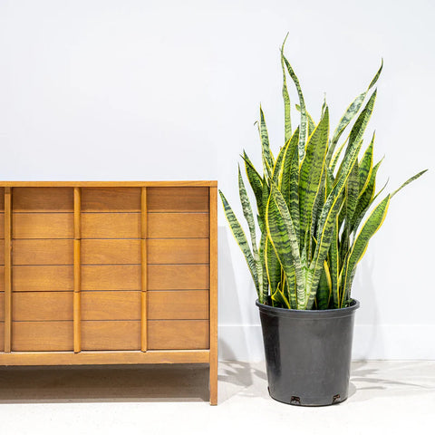 Sansevieria Laurentii XL
