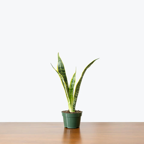 Sansevieria Laurentii