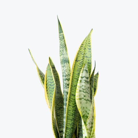 Sansevieria Laurentii