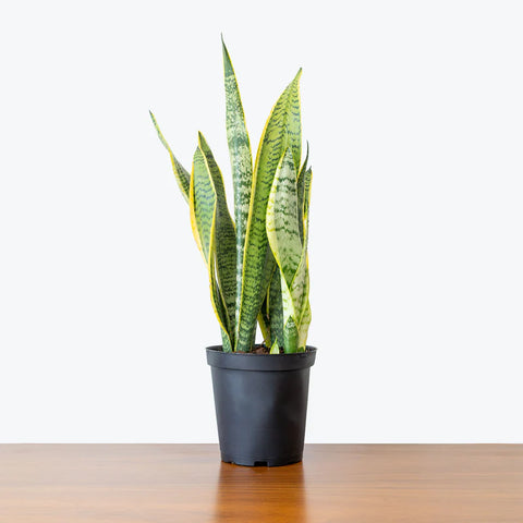 Sansevieria Laurentii