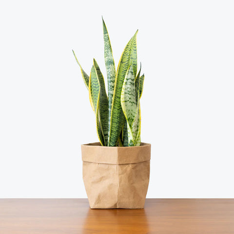 Sansevieria Laurentii
