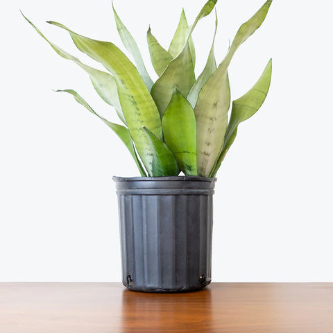 Sansevieria Moonshine