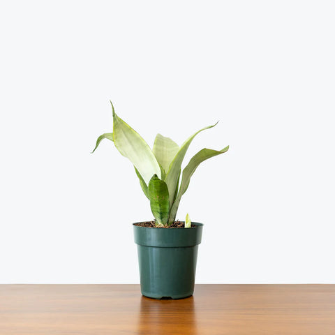 Sansevieria Moonshine