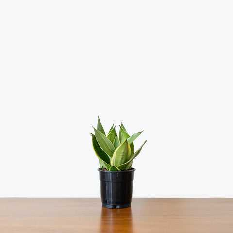 Sansevieria Trifasciata - Night Owl
