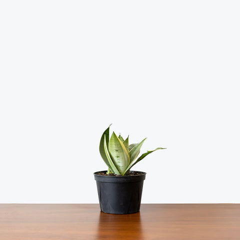 Sansevieria Trifasciata - Night Owl