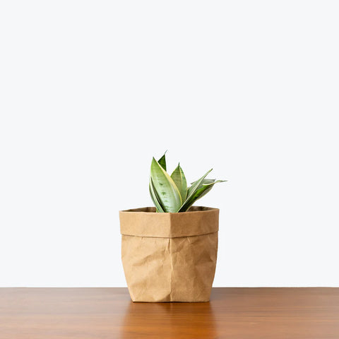 Sansevieria Trifasciata - Night Owl