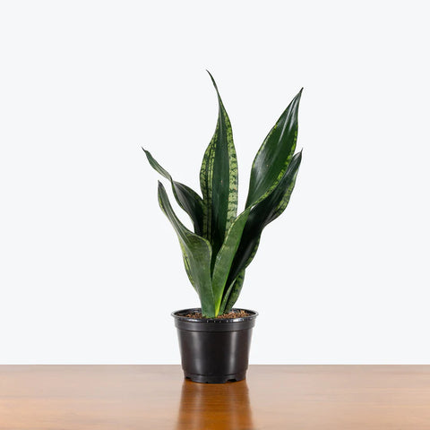 Sansevieria Whitney