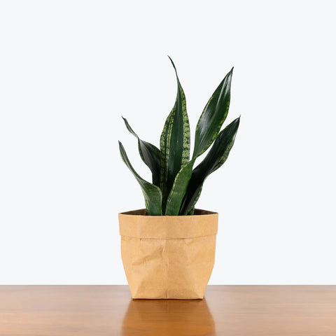 Sansevieria Whitney