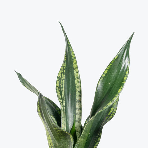 Sansevieria Whitney