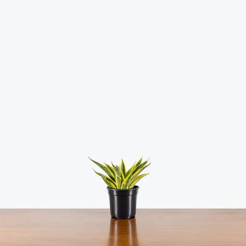 Sansevieria Yellow Flame