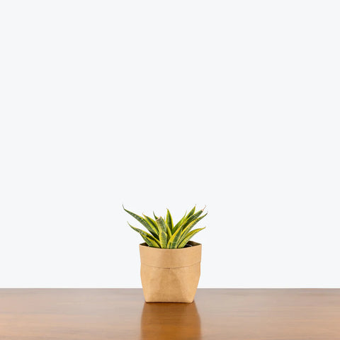 Sansevieria Yellow Flame