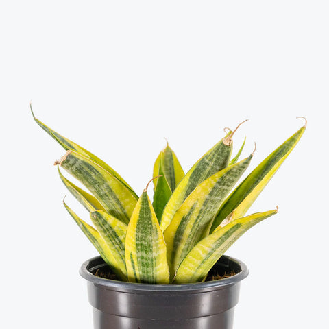 Sansevieria Yellow Flame