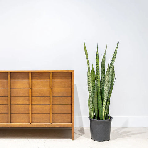 Sansevieria Zeylanica