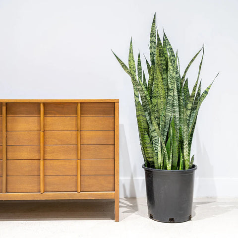 Sansevieria Zeylanica XL