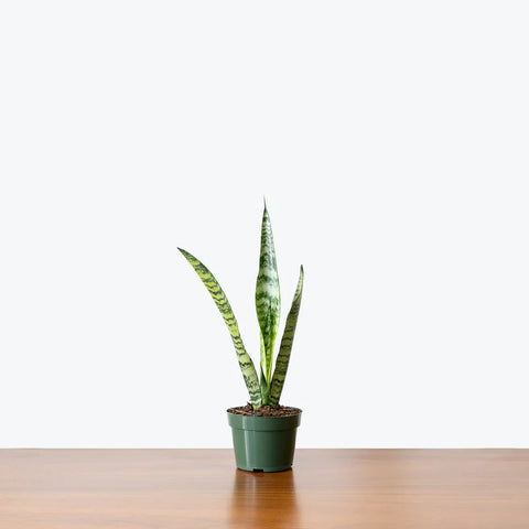 Sansevieria Zeylanica