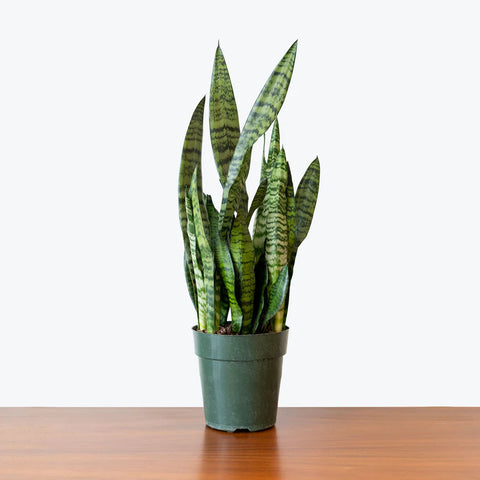 Sansevieria Zeylanica