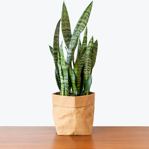 Sansevieria Zeylanica
